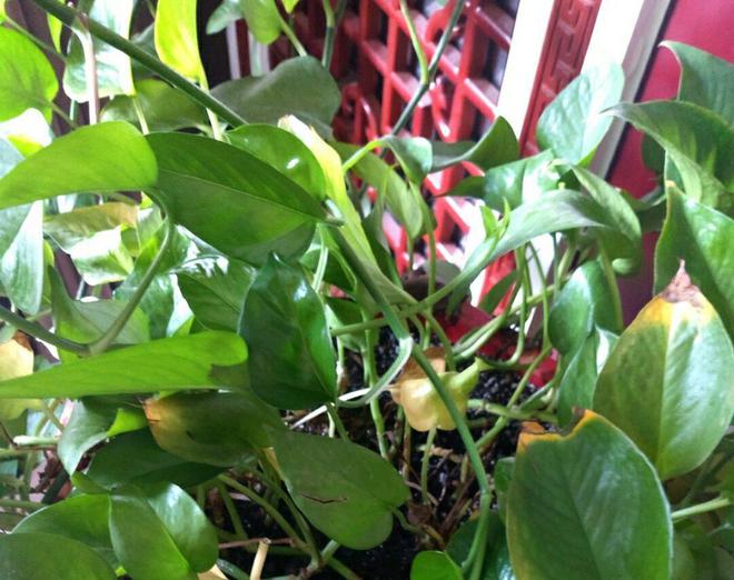 文竹栽培方法：轻松养出翠绿生机