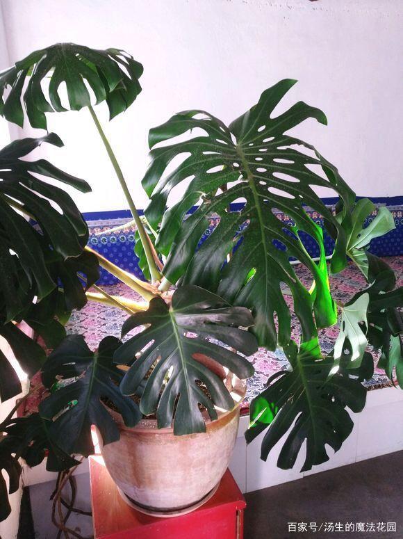 抓土鸡方法：掌握技巧，轻松捕捉健康土鸡