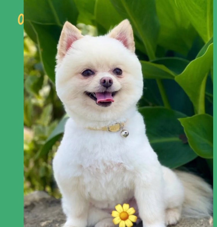 狗狗补充微量元素吃什么：营养均衡的小秘密