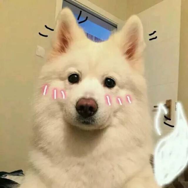 狗狗在沙发底：一场关于爱与理解的奇妙冒险