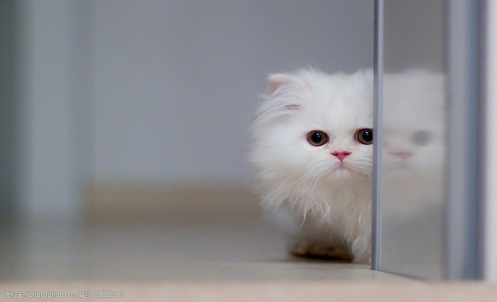 狗狗软骨硬化：关注宠物关节健康的秘密